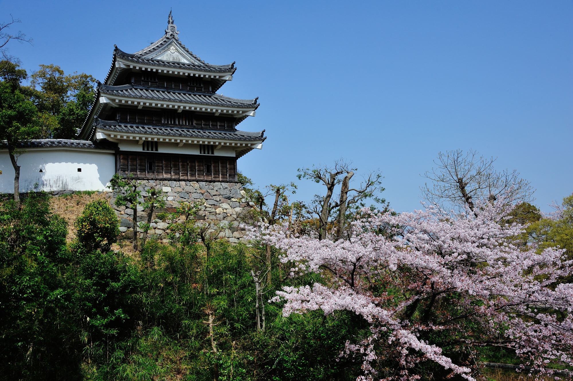 西尾城と桜